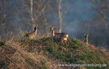 Stadt Memmingen nimmt bei der Jagd das Heft in die Hand - Allgäuer Zeitung