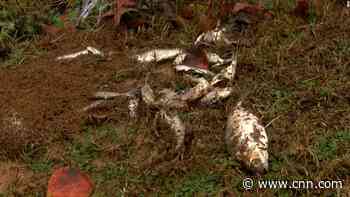 Fish fall from sky in odd weather event