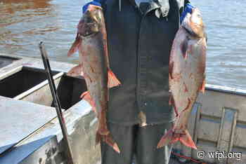 Ky Asian Carp: If you can’t beat ‘em, eat ‘em - 89.3 WFPL News Louisville