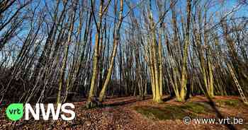 Stad Oostende schenkt stuk bosgrond (in Overijse) dat al 73 jaar in haar bezit is aan gemeente Overijse - VRT NWS