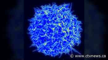 Coronavirus: T-cell response strong against Omicron, study says - CTV News