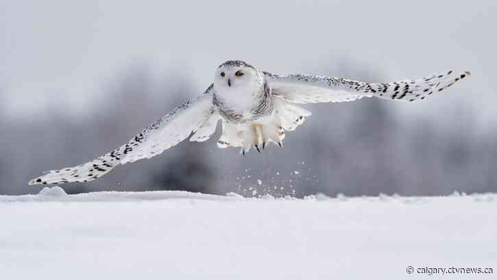 Calgary birding boom: Increase in bird enthusiasts hoping to find snowy owls