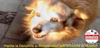 Crotone, il cane Musetto ucciso dai botti: scatta la denuncia - TeleAmbiente TV