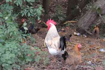 Gemeenteraad Wuustwezel: “Eet voorlopig geen eieren van eigen kippen” - gva.be