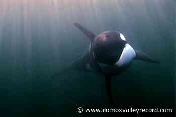 Award-winning whale doc debuts Jan. 3 at IMAX Victoria – Comox Valley Record - Comox Valley Record