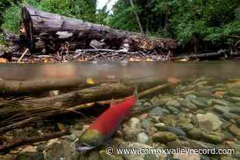 Logging in watersheds among stressors for declining Pacific salmon, experts say - Comox Valley Record