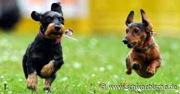 Lindau: Änderungen für 2022 bekannt gegeben - Schwäbische