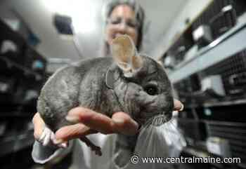 Farm in Sidney leads the way in chinchilla education worldwide - Kennebec Journal and Morning Sentinel