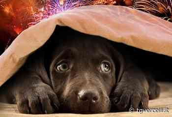 Il Pd al sindaco: “Vercelli assediata dai botti per 5 ore: quante multe hanno dato i vigili?” - tgvercelli.it