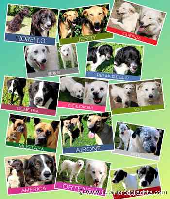 Ardea, allarme per 120 cani: il Comune li toglie da Alba Dog, ecco cosa sta succedendo - Il Corriere della Città