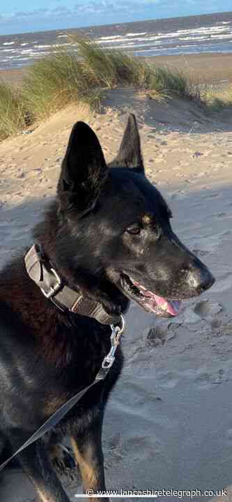 Police dog tracked down suspect who ran away after being arrested