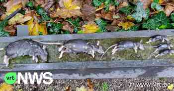 Slimme rattenval zonder gif in Geel is een succes - VRT NWS