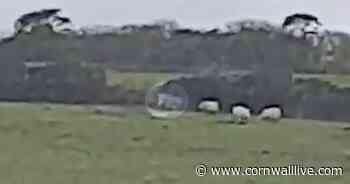 Big cat sightings surge in British countryside after lockdown say experts - Cornwall Live