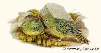 Chasing the Night Parrot: The 'Ghost Bird' of Australia's Outback