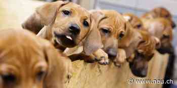 Bei Fulda (D): Hund taucht drei Tage nach Autobahnunfall wieder auf - Nau.ch