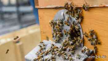 Pfaffinger Bauausschuss rätselt: Stört ein Bienenhaus die Eingrünung?