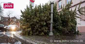 Heppenheim: So wird man den Weihnachtsbaum wieder los - Echo Online