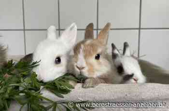 Stupsnasen mit Platzbedarf - Heppenheim - Nachrichten und Informationen - Bergsträßer Anzeiger