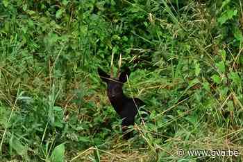 Bijzonder: zwart reebokje dartelt rond in Niel (Niel) - gva.be