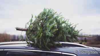 De kerstvakantie is bijna voorbij, tijd om jouw oude boom in te leveren! Maar waar doe je dat? - Tilburg.com