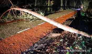 Boom bezwijkt onder wind en verspert Berghemseweg in Nistelrode - Kliknieuws.nl