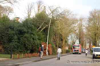 Omvallende boom zorgt voor gevaarlijke situatie op Stinswei - WâldNet