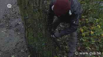 Populair Putteke Winter mag doorgaan “al 12.000 tickets verkocht”. - Gazet van Antwerpen