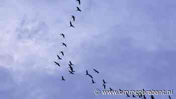 Van bever tot wolf: veel dieren zijn teruggekeerd in Brabant - Omroep Brabant