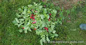 Master Gardener basic training Feb. 1 – AgriNews - Agri-News