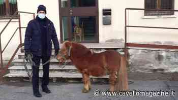 Monza: specialisti con lo zuccherino per pony in fuga - CavalloMagazine