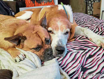 Hempfield-based rescue group foots medical bills to promote senior dog adoptions - TribLIVE