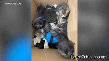 Kittens abandoned in box at PAWS Chicago medical center in Little Village; experienced kitten fosters sought - WLS-TV