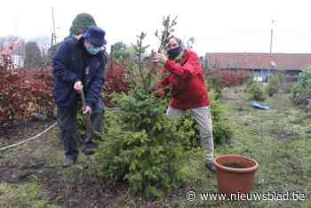 Gemeente haalt kerstbomen op
