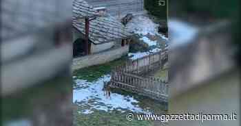 Due lupi si aggirano in paese: preoccupazione ad Arvier - Gazzetta di Parma