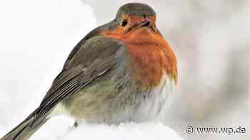 Eine Stunde Vögel in Wetter und Herdecke beobachten - Westfalenpost