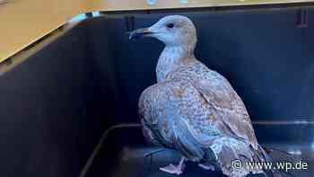 Feuerwehr Herdecke fängt verletzte Möwe ein - Westfalenpost