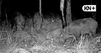 So viele Wildschweine geschossen wie noch nie in Schleswig-Holstein