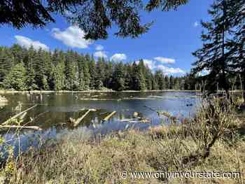 The Easy 2-Mile Beaver Lake Hike Trail Will Lead You Through The Washington Forest - Only In Your State