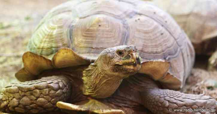 Schildkröte «Helmuth» nach Rollbrett-Training wieder mobil