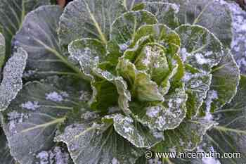 Les conseils d'un pépiniériste pour lutter contre le gel au cœur de l’hiver