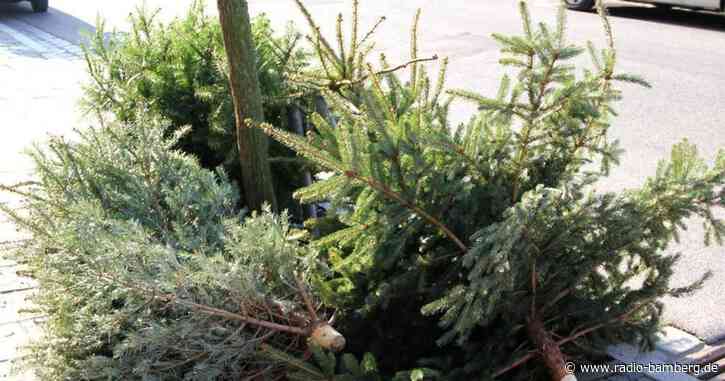 Bamberg/Forchheim: Wohin mit dem Christbaum
