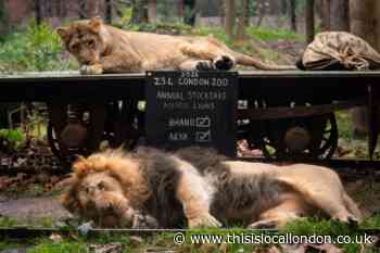 London Zoo prepares to start annual week-long stocktake