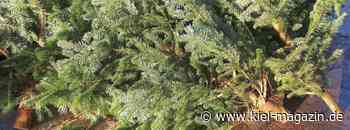 Weihnachtsbaum Abholtermine des ABK - Kiel-magazin.de