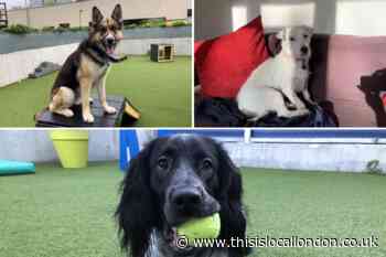 See the Battersea London Dogs looking for their forever homes