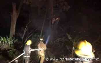 Apagan fuego en árbol cercano a gasera de Coatepec - Diario de Xalapa