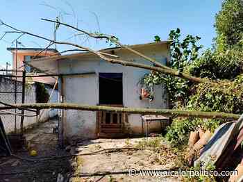 Nortazo tiró árboles y dañó hogares, en Coatepec - alcalorpolitico