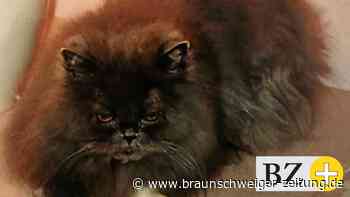 Broistedterin erzählt: So wurde ich zur Katzenfreundin