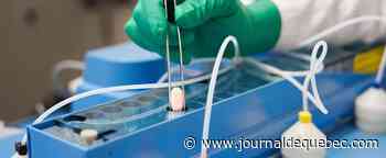 L'administration Biden double ses achats de la pilule anti-Covid de Pfizer