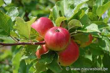 Linterse pannenkoeken, fruit en pensen zijn drie wandeltochten waard