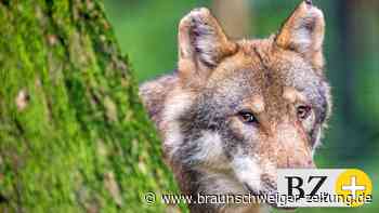 Toter Wolf nahe der Autobahn 39 bei Mörse gefunden